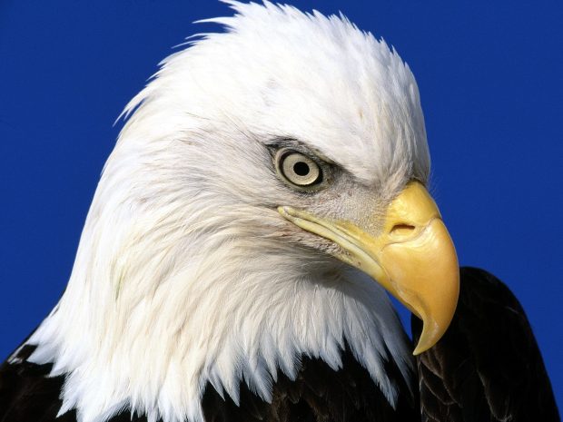 American Eagle HD Background.