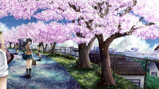 Anime Cherry Blossom Full HD Wallpaper.
