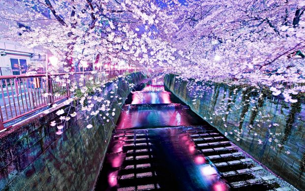 Anime Cherry Blossom Wallpaper Free Download.