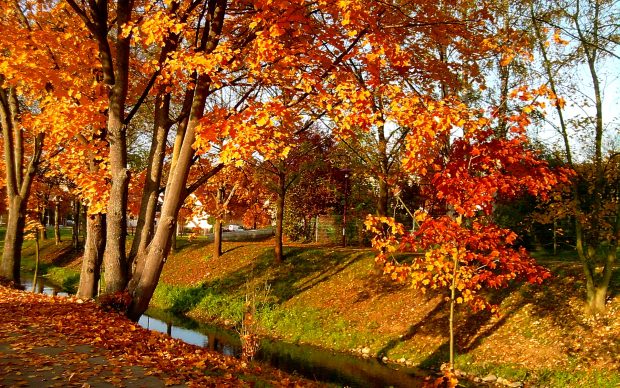 Autumn River Background Free Download.