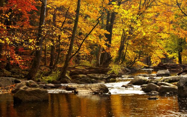Autumn River Background Wuidescreen.