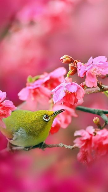 Awesome Birds and Cherry Blossom iPhone.