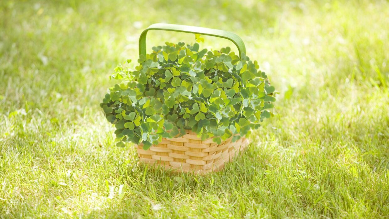 Clover Desktop Background - PixelsTalk