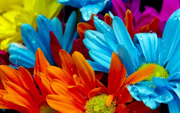 Awesome Colorful Flower Background.