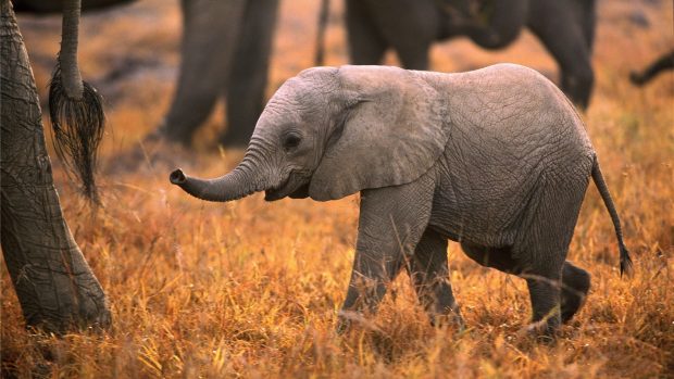 Baby Elephant Full HD Wallpaper.