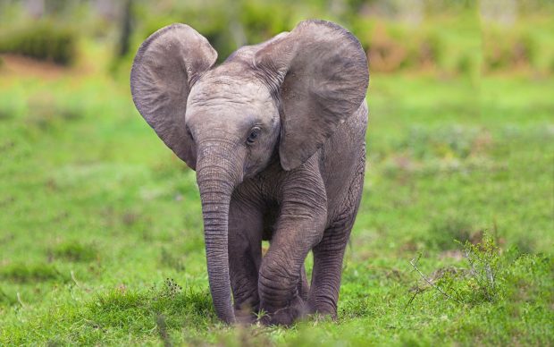 Baby Elephant HD Wallpaper.