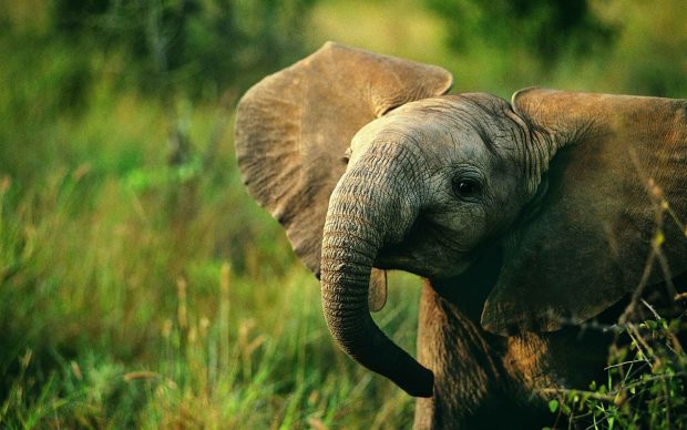 Baby Elephant Wallpaper HD.