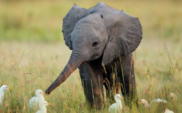 Baby Elephant Wallpaper Widescreen.