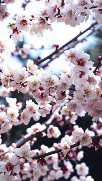 Beautiful Cherry Blossom iPhone Wallpaper.