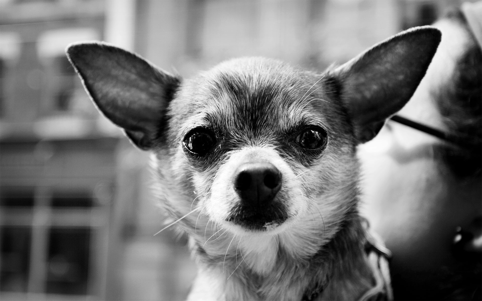 Chihuahua HD Background