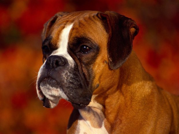 Boxer Dog Background.