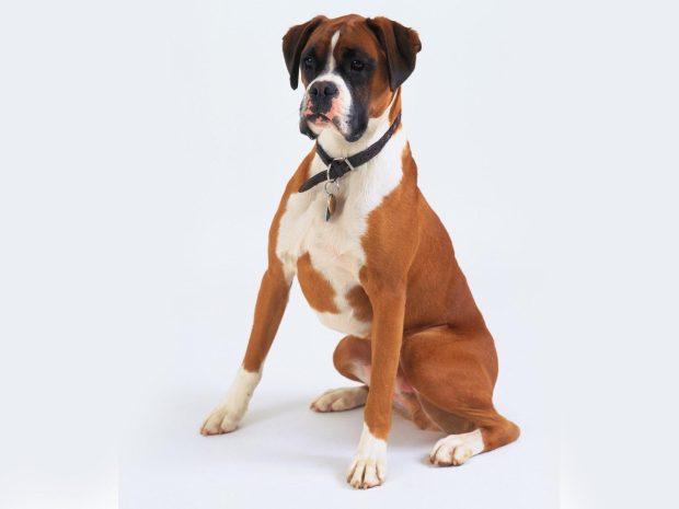 Boxer Dog Desktop Wallpaper.