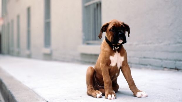 Boxer Dog Full HD Wallpaper.