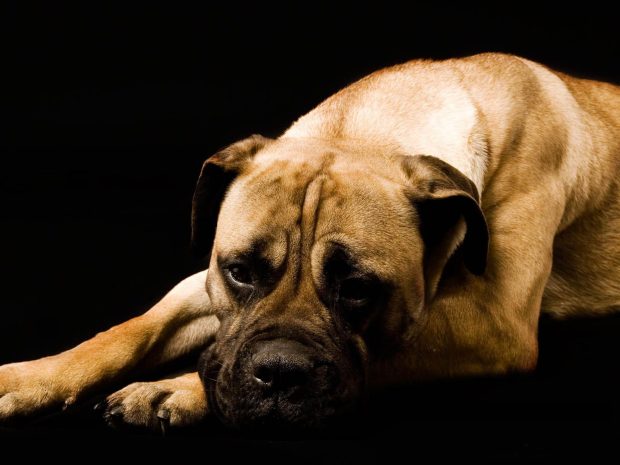 Boxer Dog HD Wallpaper.