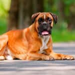 german boxer dog lying down