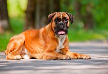 german boxer dog lying down