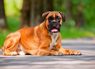 german boxer dog lying down