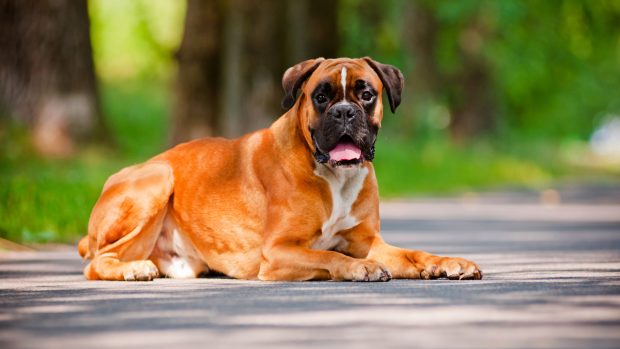 german boxer dog lying down