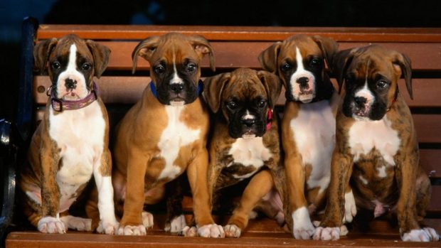 Boxer Dog Wallpaper HD.