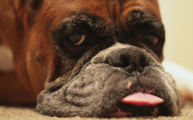 Boxer Dog Wallpaper Widescreen.