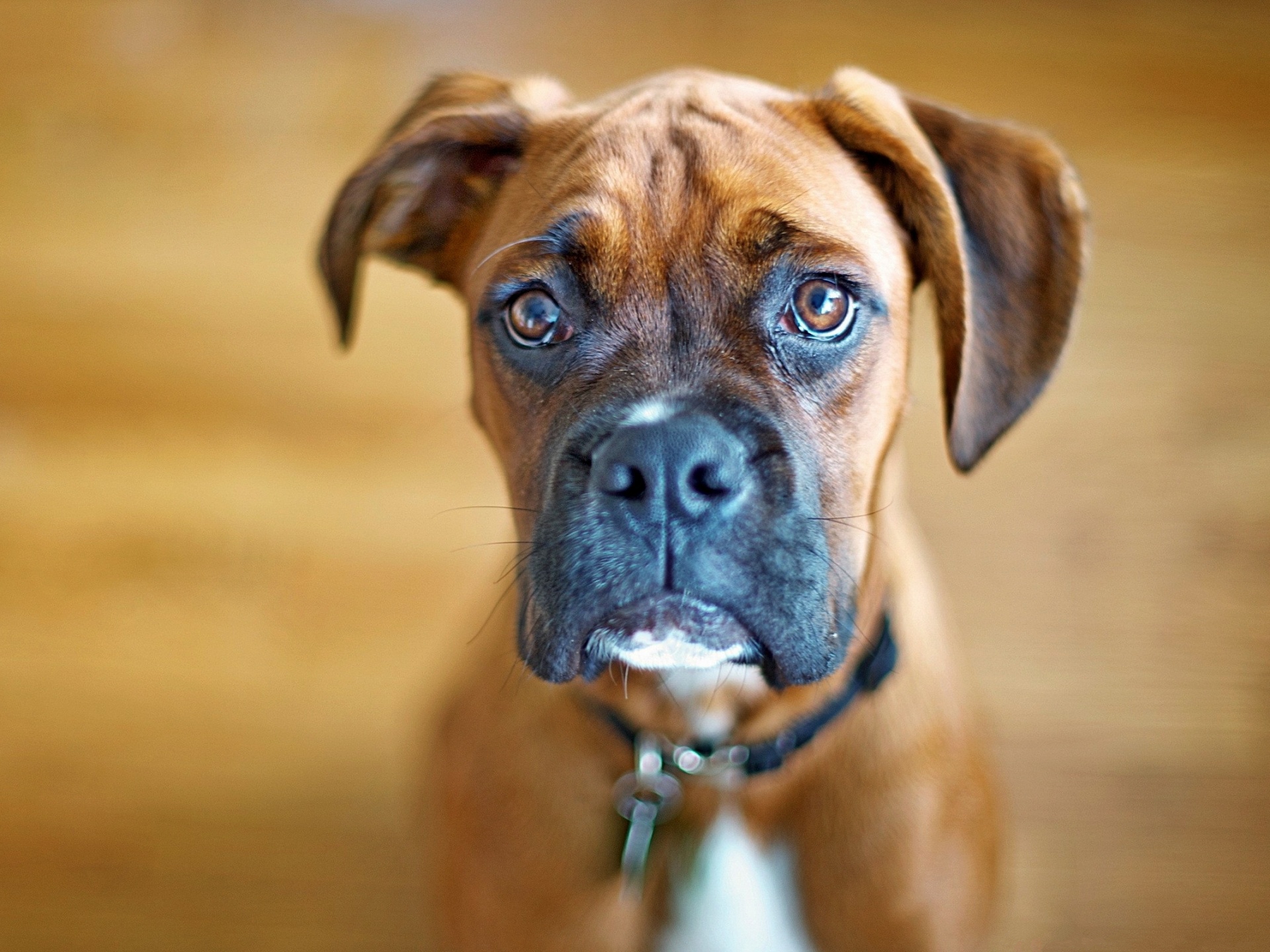 Boxer Dog Wallpaper HD | PixelsTalk.Net