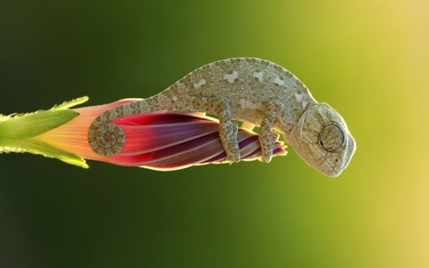 Chameleon Desktop Wallpaper.