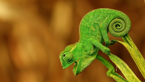 Chameleon Full HD Wallpaper.