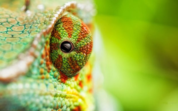 Chameleon Wallpaper Widescreen.