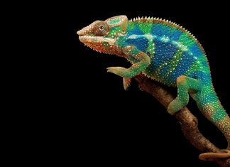 Chameleon Wallpaper for PC.