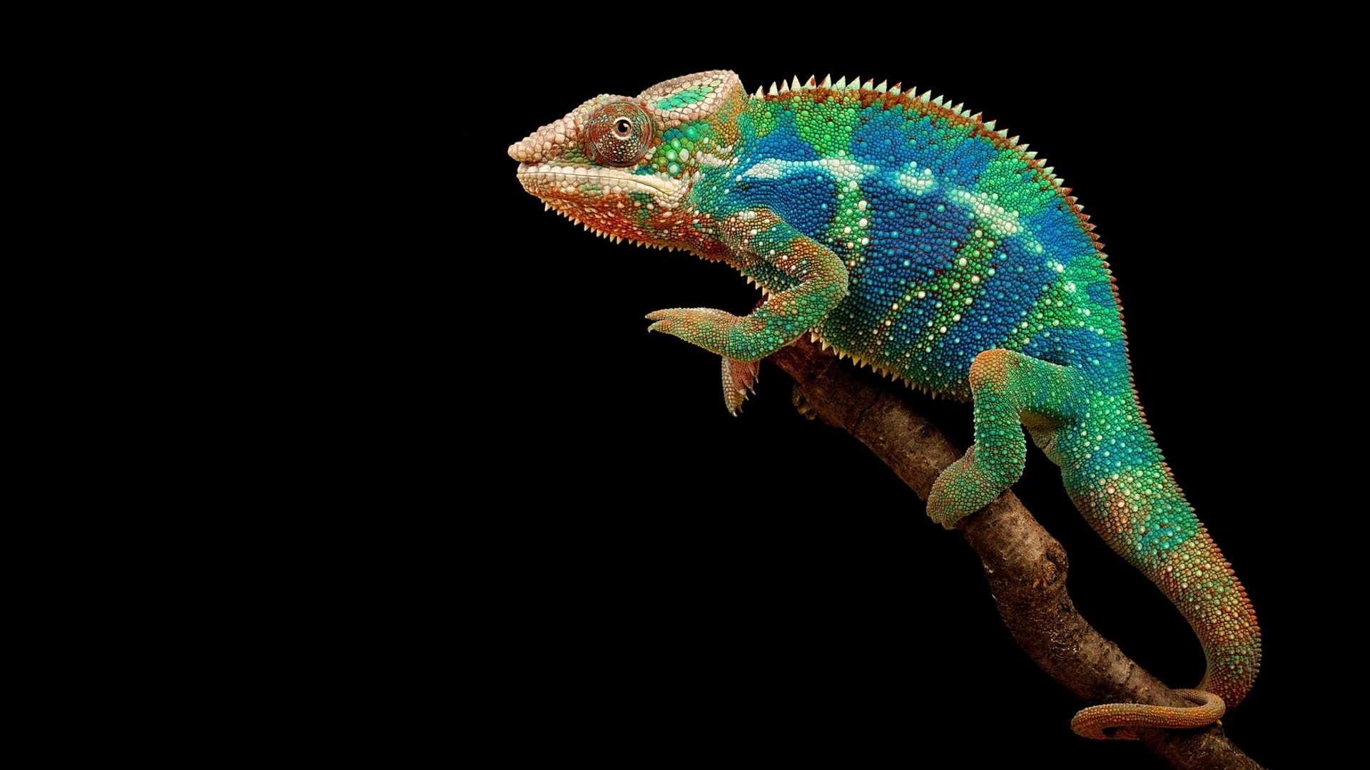 750 Chameleon Pictures HD  Download Free Images on Unsplash