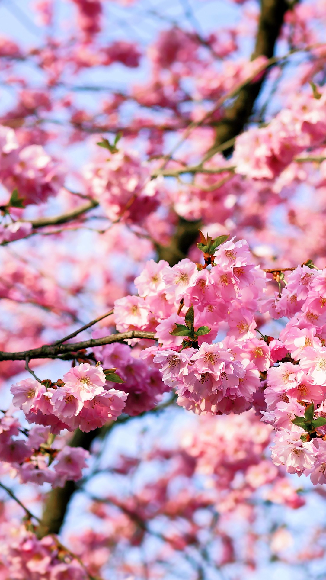 550 Cherry Blossom Pictures  Download Free Images on Unsplash