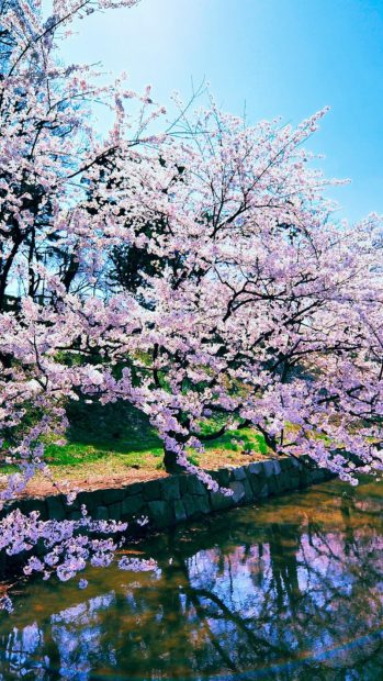 Cherry Blossom iPhone Background Widescreen.