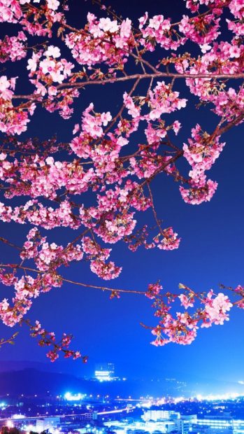 Cherry Blossom iPhone Full HD Wallpaper.