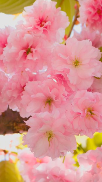 Cherry Blossom iPhone HD Wallpaper.