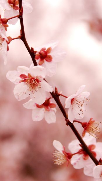 Cherry Blossom iPhone Wallpaper Download Free.
