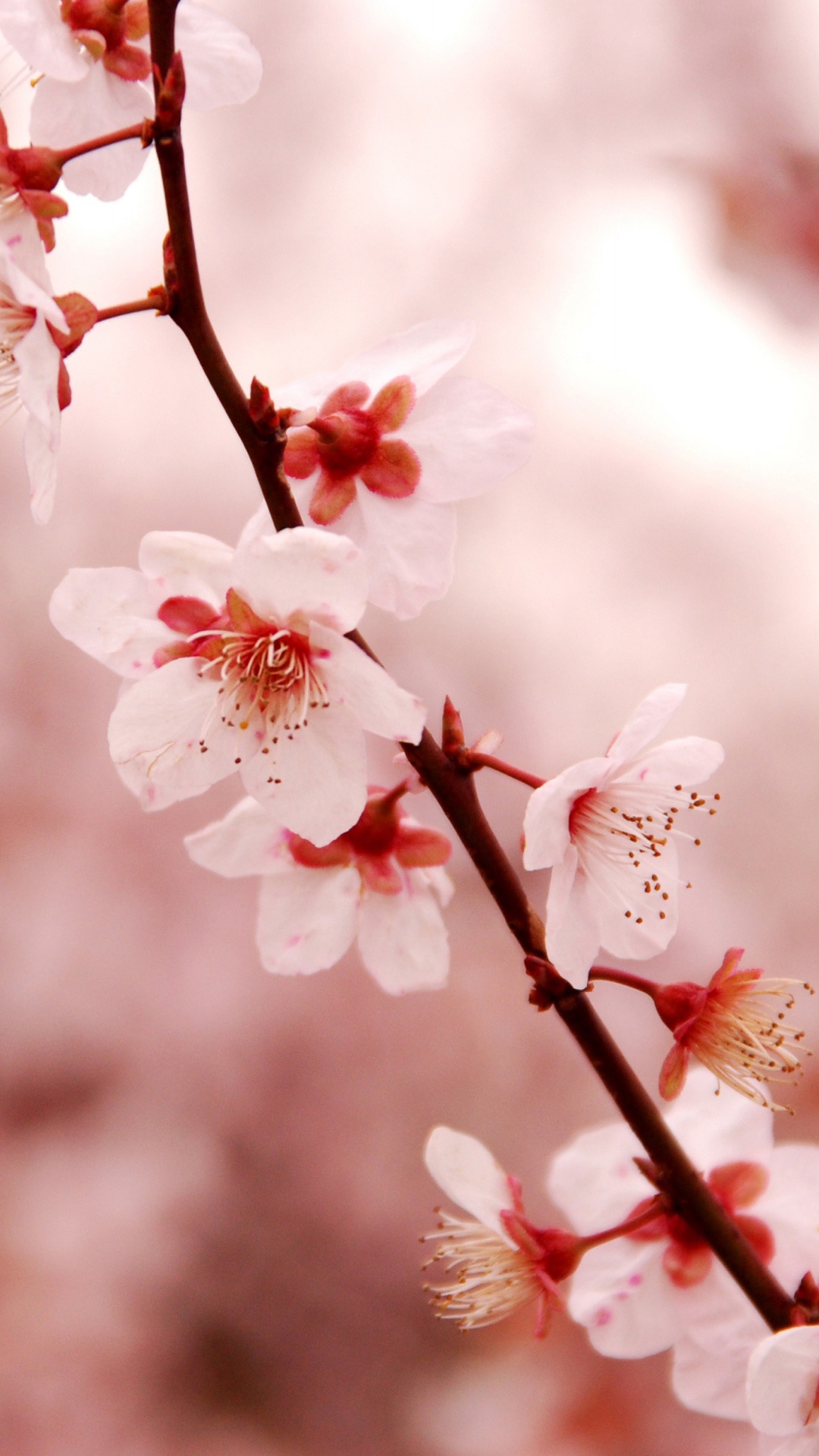 cherry blossom iphone wallpaper