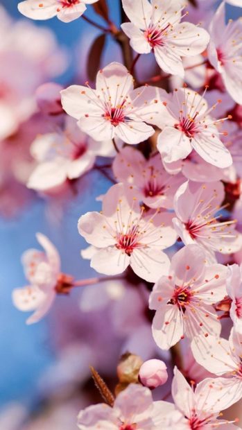 Cherry Blossom iPhone Wallpaper Full HD.