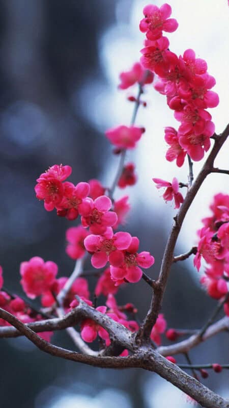 Cherry Blossom iPhone HD Wallpaper - PixelsTalk