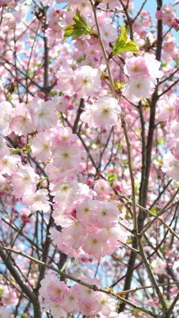 Cherry Blossom iPhone Widescreen Wallpaper.