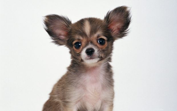Chihuahua Baby Background.