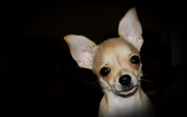 Chihuahua Background Free Download.