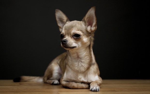 Chihuahua Wallpaper Widescreen.
