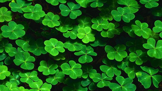 Clover Background.