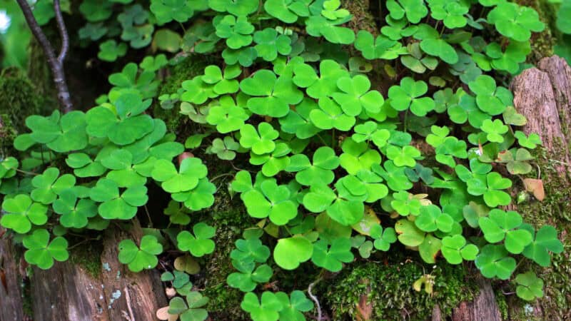 Clover Desktop Background - PixelsTalk