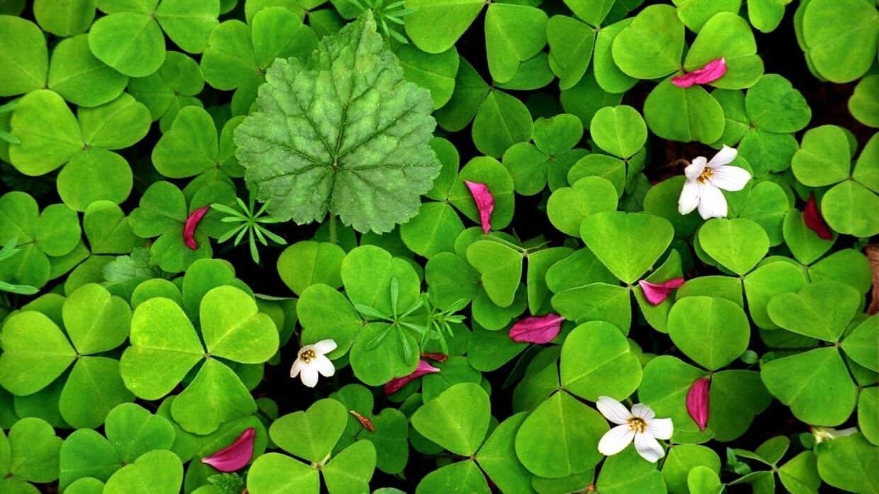 Clover Wallpaper - PixelsTalk