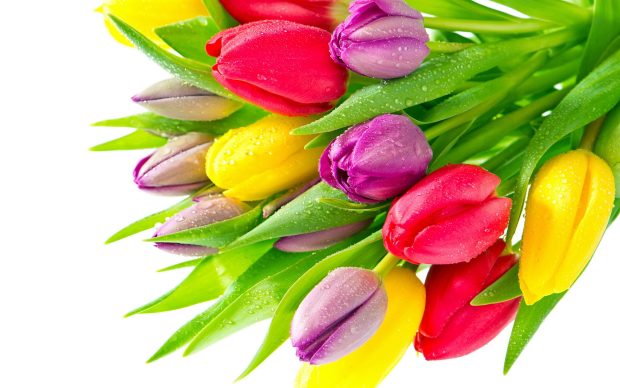 Colorful Flower Background Free Download.