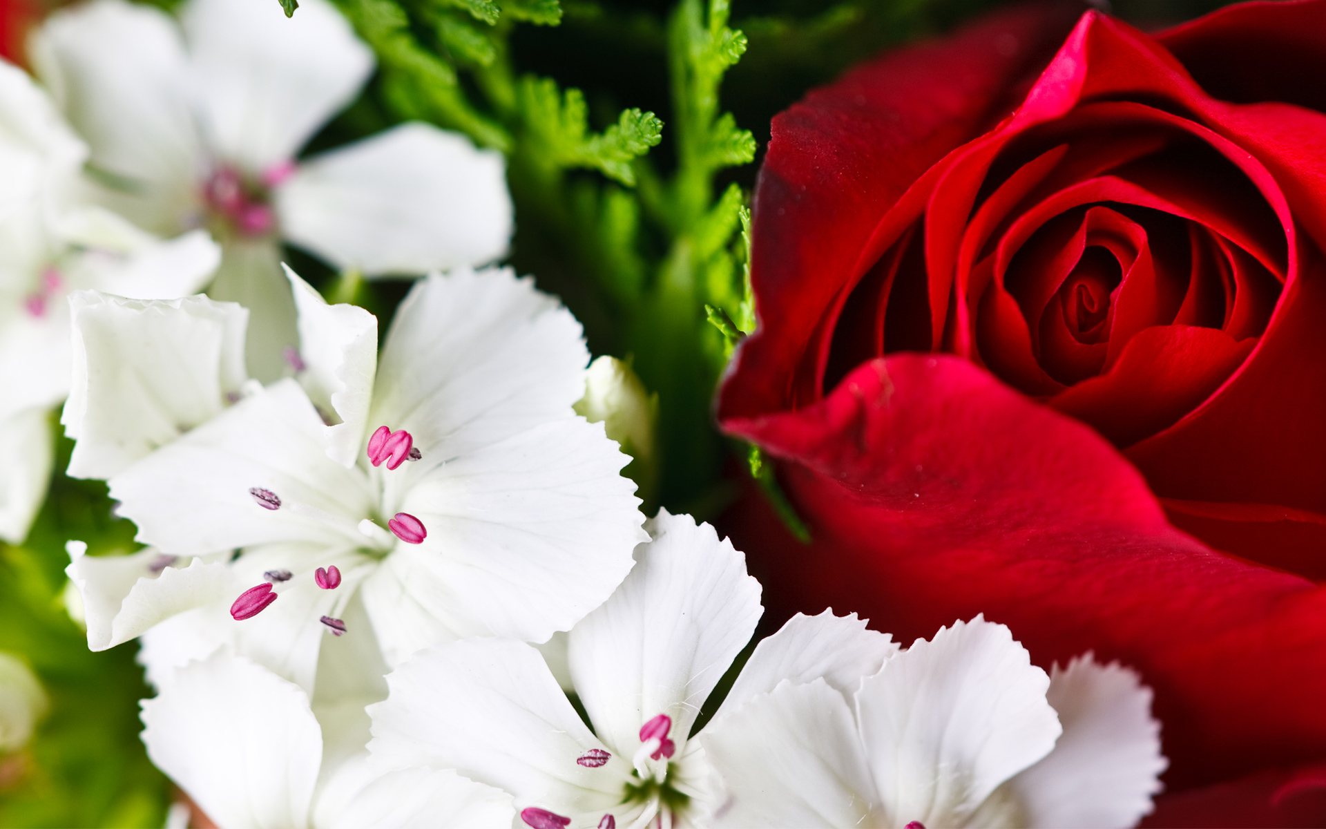 flowers wallpapers free download