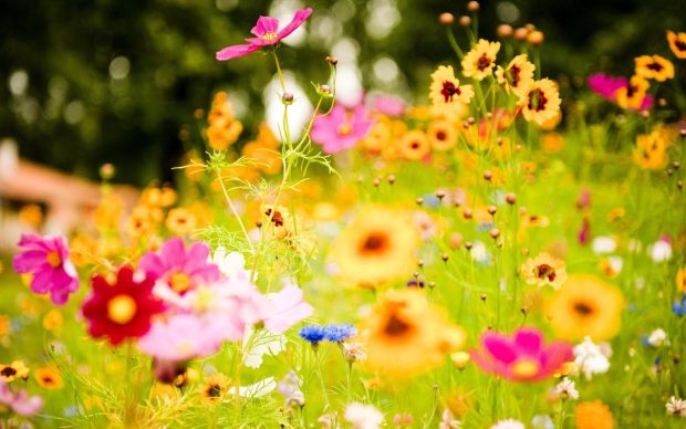 Colorful Flower Wallpaper Widescreen.