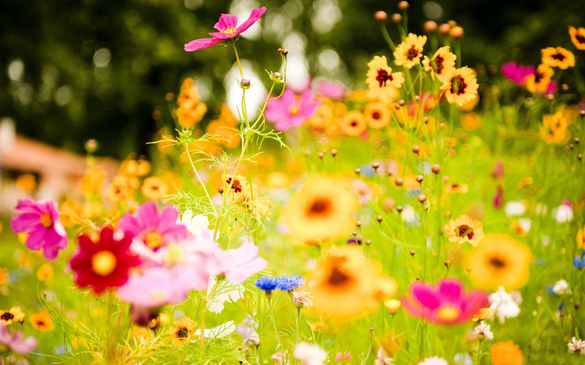 Colorful Flower Wallpaper Free Download 