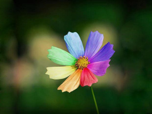 Colorful Flower Wallpaper for PC.